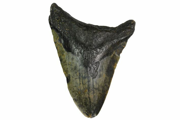 Bargain, Fossil Megalodon Tooth - North Carolina #153126